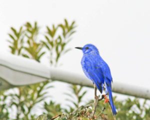 青い鳥/田久保剛